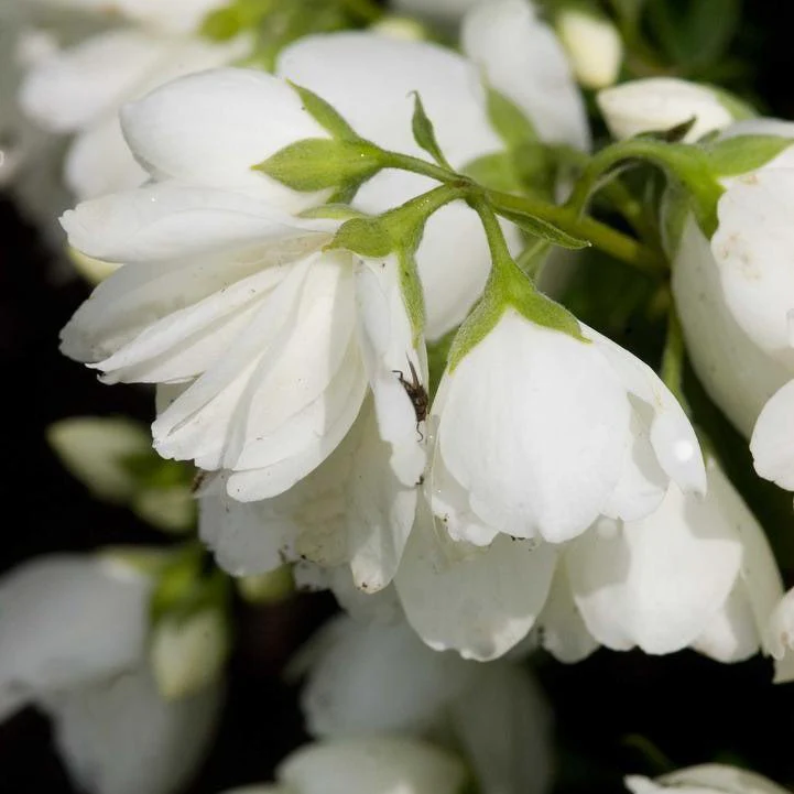 Best Shrubs for Hedging